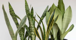ヘビ植物の問題:健全な成長のためのトラブルシューティングと解決策 