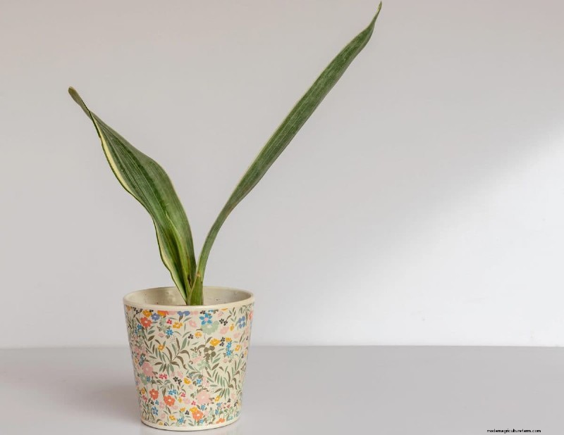 Problemen met slangenplanten:problemen oplossen en oplossingen voor een gezonde groei 