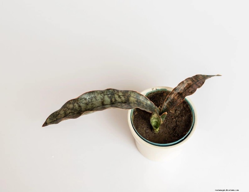 Problemen met slangenplanten:problemen oplossen en oplossingen voor een gezonde groei 