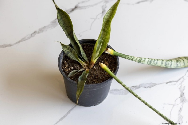 Problemen met slangenplanten:problemen oplossen en oplossingen voor een gezonde groei 