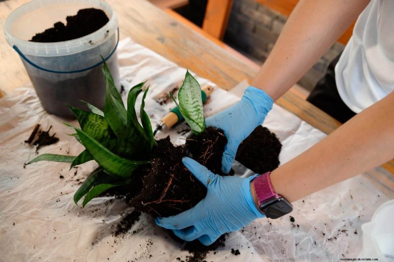 Problemen met slangenplanten:problemen oplossen en oplossingen voor een gezonde groei 