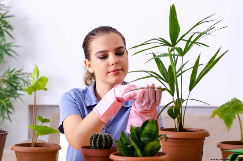 この冬、観葉植物を守る:重要な準備ステップ 