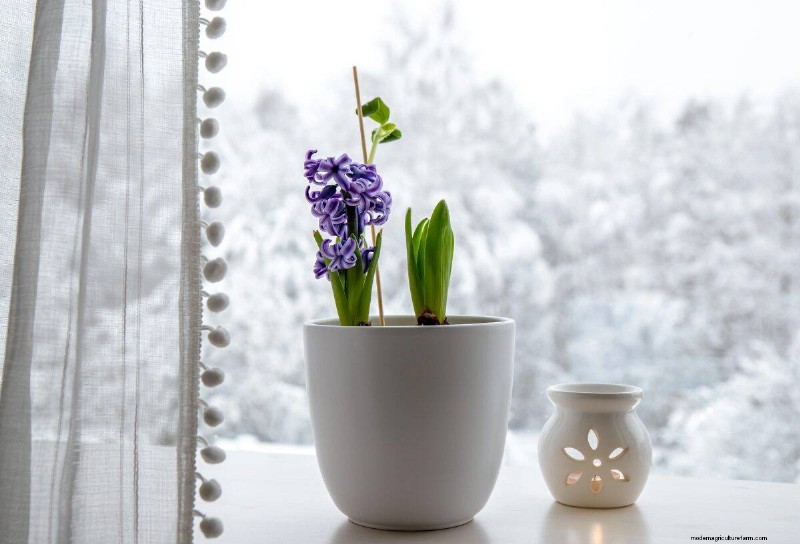 この冬、観葉植物を守る:重要な準備ステップ 