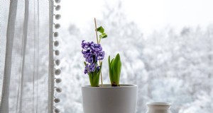 この冬、観葉植物を守る:重要な準備ステップ 