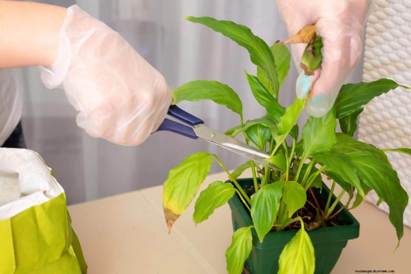この冬、観葉植物を守る:重要な準備ステップ 