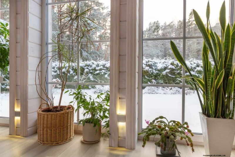 この冬、観葉植物を守る:重要な準備ステップ 