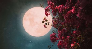 Nachtbloeiende planten:creëer een magische nachttuin 