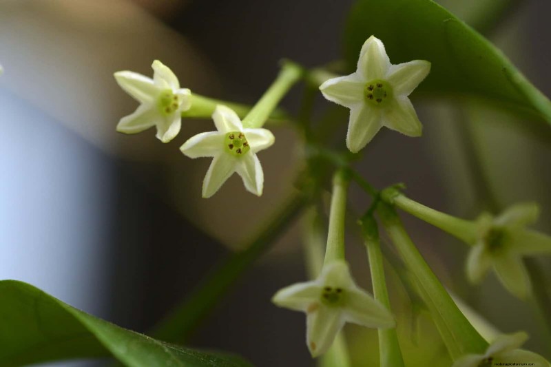 夜に咲く植物:魔法の夜の庭を作りましょう 
