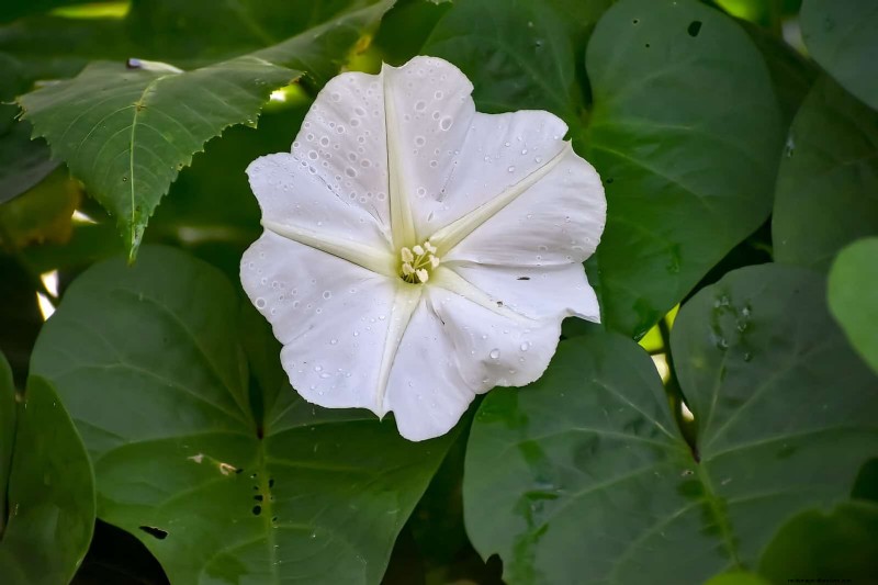 夜に咲く植物:魔法の夜の庭を作りましょう 