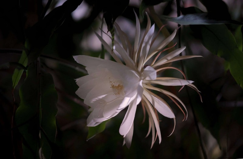 夜に咲く植物:魔法の夜の庭を作りましょう 