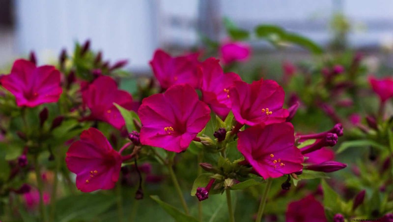 夜に咲く植物:魔法の夜の庭を作りましょう 
