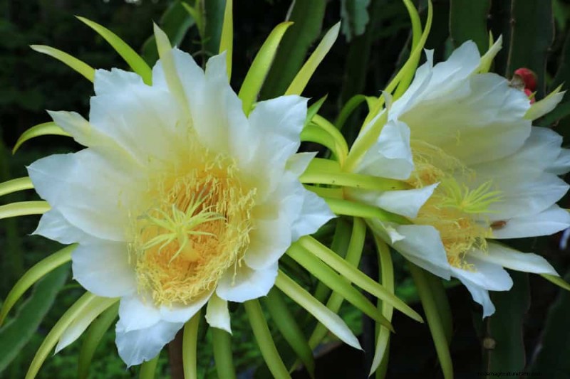 夜に咲く植物:魔法の夜の庭を作りましょう 