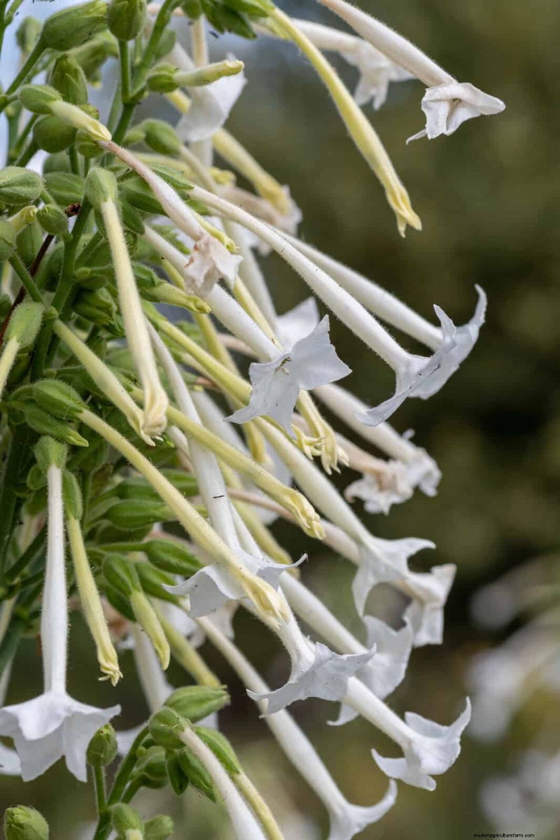 夜に咲く植物:魔法の夜の庭を作りましょう 