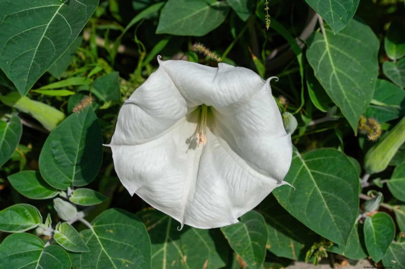 夜に咲く植物:魔法の夜の庭を作りましょう 