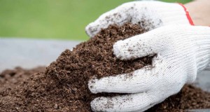 Las mejores mezclas de tierra para jardines de verano:16 recetas probadas 