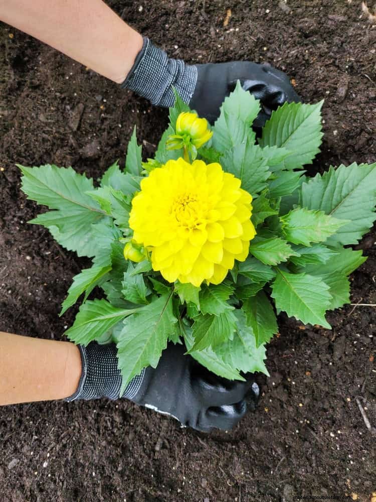 Beste bodemmengsels voor zomertuinen:16 bewezen recepten 