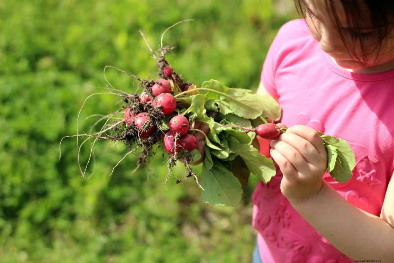 Schnell wachsende Samen für Kinder:Lustige Gartenprojekte, bevor der Sommer zu Ende geht 