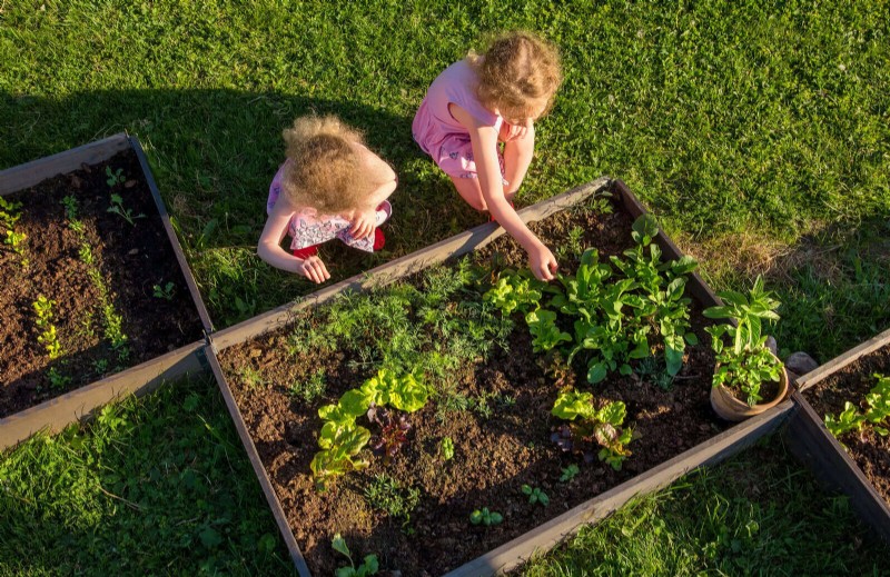 Schnell wachsende Samen für Kinder:Lustige Gartenprojekte, bevor der Sommer zu Ende geht 