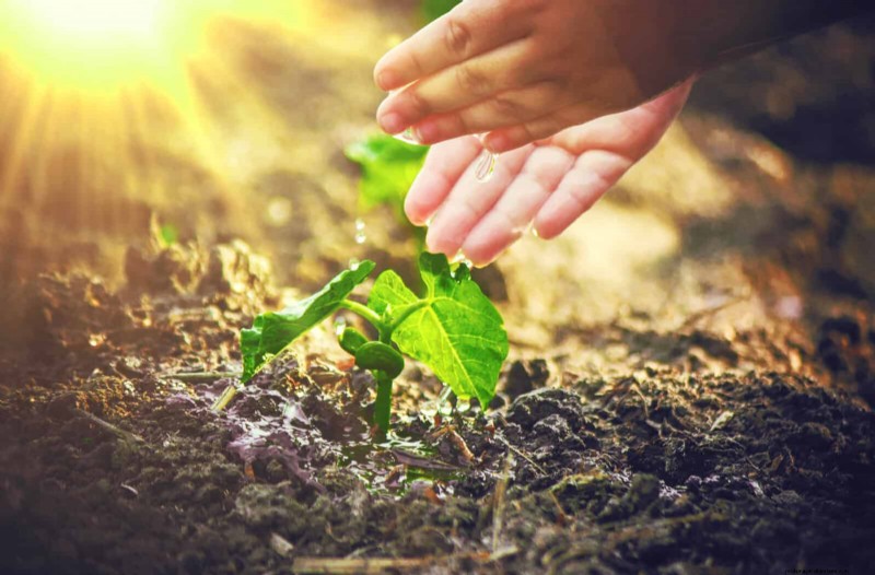 Schnell wachsende Samen für Kinder:Lustige Gartenprojekte, bevor der Sommer zu Ende geht 