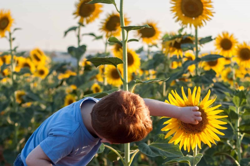 Schnell wachsende Samen für Kinder:Lustige Gartenprojekte, bevor der Sommer zu Ende geht 