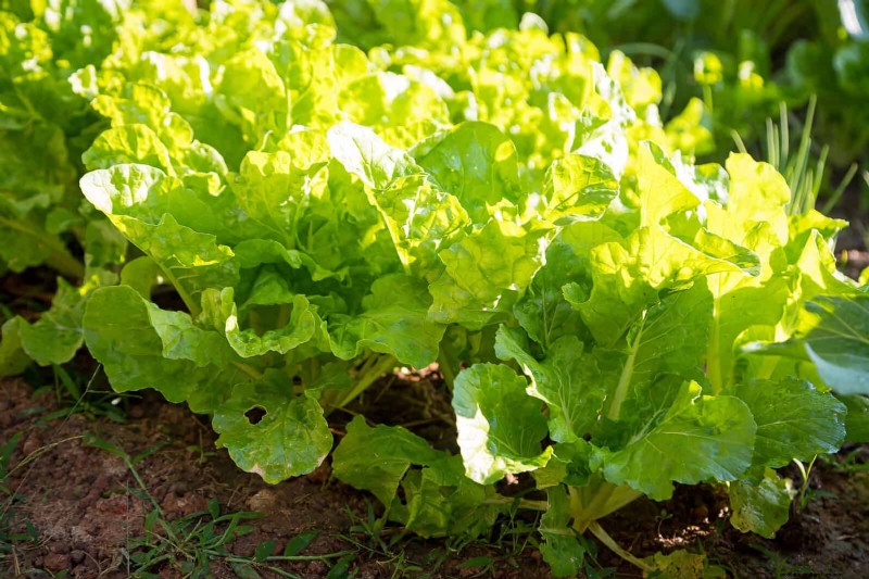 Schnell wachsende Samen für Kinder:Lustige Gartenprojekte, bevor der Sommer zu Ende geht 