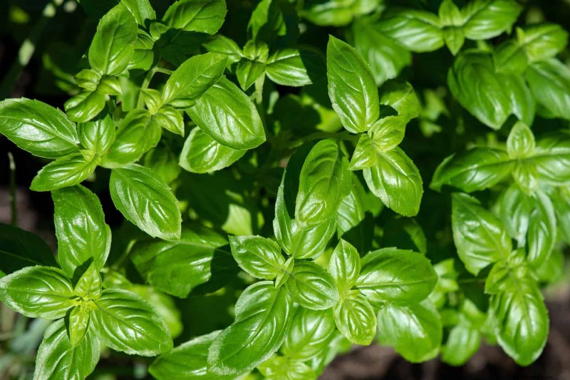 Schnell wachsende Samen für Kinder:Lustige Gartenprojekte, bevor der Sommer zu Ende geht 