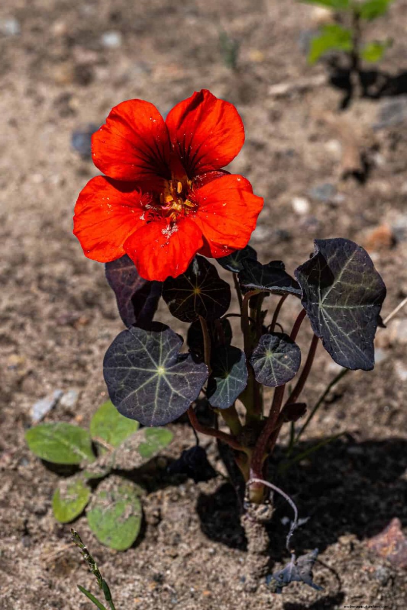 Schnell wachsende Samen für Kinder:Lustige Gartenprojekte, bevor der Sommer zu Ende geht 
