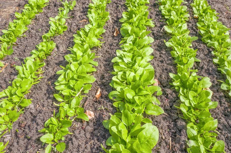 Schnell wachsende Samen für Kinder:Lustige Gartenprojekte, bevor der Sommer zu Ende geht 