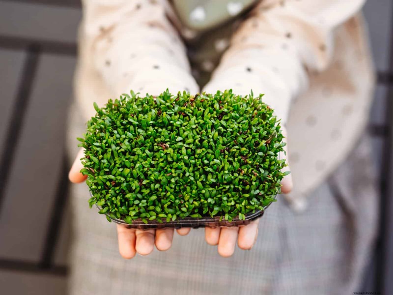 Schnell wachsende Samen für Kinder:Lustige Gartenprojekte, bevor der Sommer zu Ende geht 