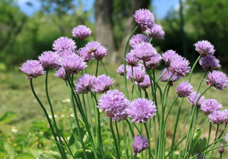 Schnell wachsende Samen für Kinder:Lustige Gartenprojekte, bevor der Sommer zu Ende geht 