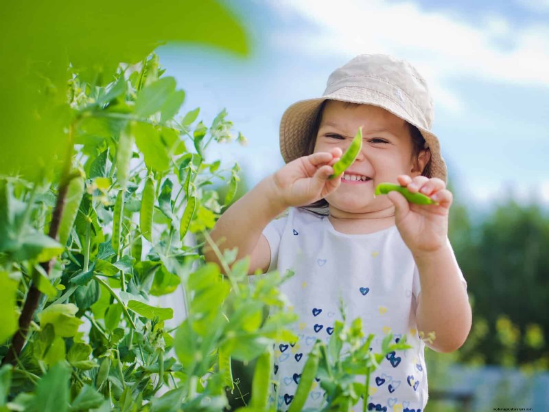 Schnell wachsende Samen für Kinder:Lustige Gartenprojekte, bevor der Sommer zu Ende geht 