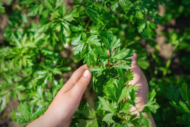 Schnell wachsende Samen für Kinder:Lustige Gartenprojekte, bevor der Sommer zu Ende geht 