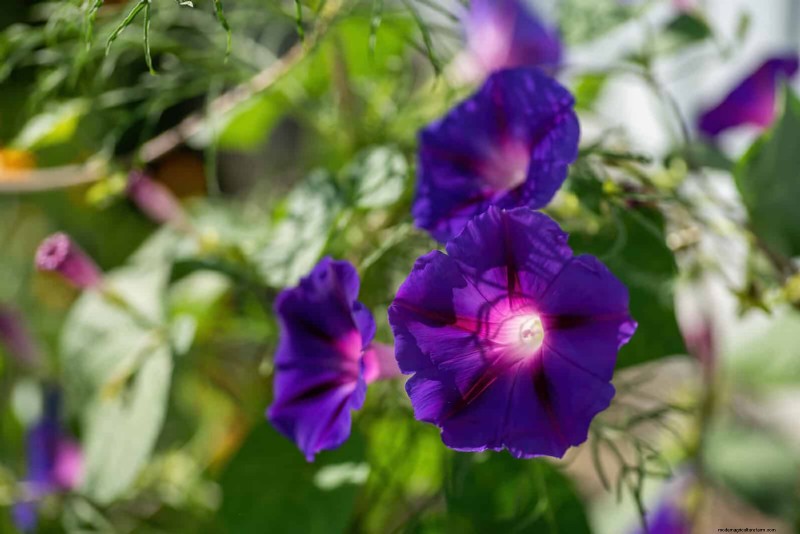 Schnell wachsende Samen für Kinder:Lustige Gartenprojekte, bevor der Sommer zu Ende geht 