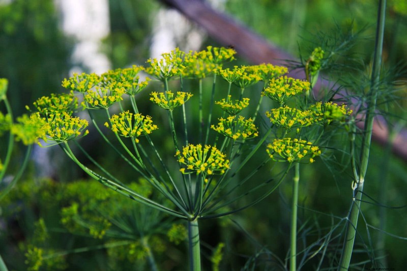 Schnell wachsende Samen für Kinder:Lustige Gartenprojekte, bevor der Sommer zu Ende geht 