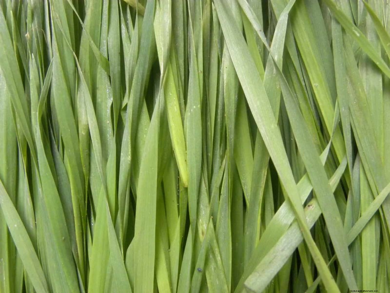 Schnell wachsende Samen für Kinder:Lustige Gartenprojekte, bevor der Sommer zu Ende geht 