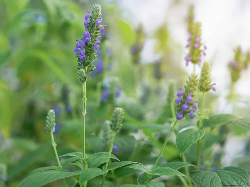 Schnell wachsende Samen für Kinder:Lustige Gartenprojekte, bevor der Sommer zu Ende geht 