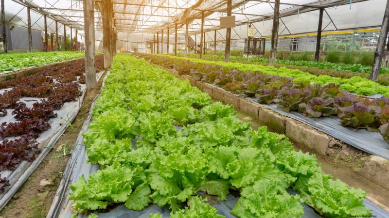 夏にレタスを育てる:シャキシャキとした野菜を育てるための 18 の実証済みのヒント 