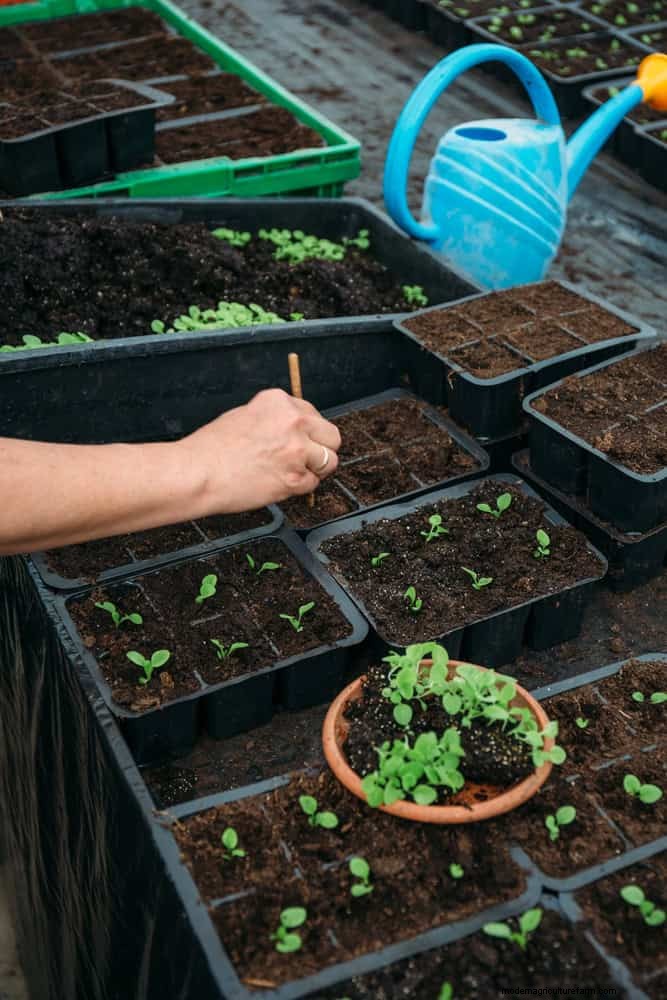 夏にレタスを育てる:シャキシャキとした野菜を育てるための 18 の実証済みのヒント 