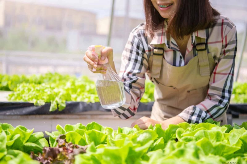 夏にレタスを育てる:シャキシャキとした野菜を育てるための 18 の実証済みのヒント 