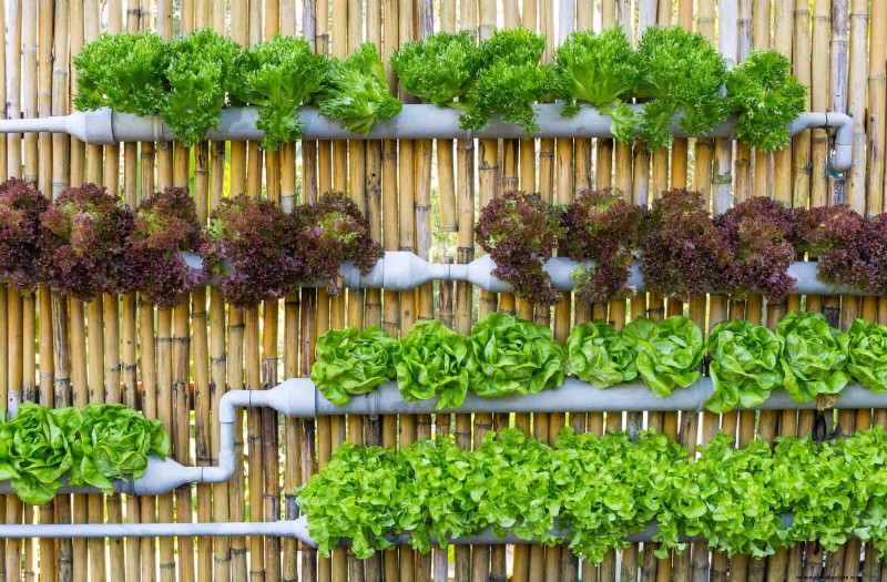 夏にレタスを育てる:シャキシャキとした野菜を育てるための 18 の実証済みのヒント 