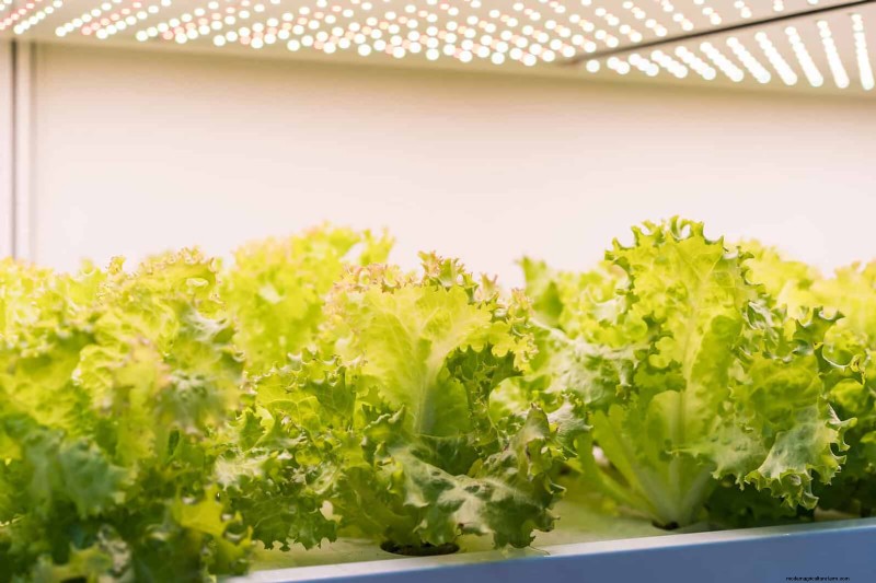 夏にレタスを育てる:シャキシャキとした野菜を育てるための 18 の実証済みのヒント 