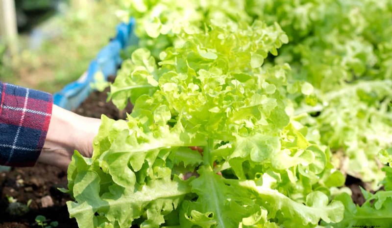 夏にレタスを育てる:シャキシャキとした野菜を育てるための 18 の実証済みのヒント 