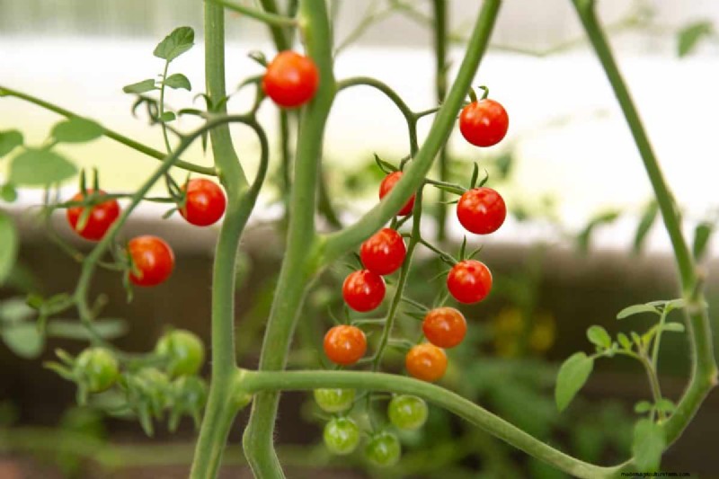 Verhindern Sie das Knacken von Tomaten:15 Expertentipps für glatte, perfekte Tomaten 