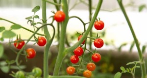 Voorkom het barsten van tomaten:15 tips van experts voor gladde, perfecte tomaten 