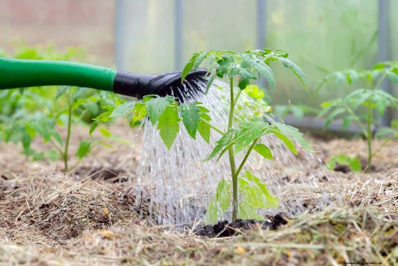 Verhindern Sie das Knacken von Tomaten:15 Expertentipps für glatte, perfekte Tomaten 