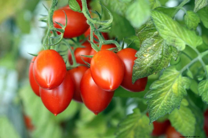 Verhindern Sie das Knacken von Tomaten:15 Expertentipps für glatte, perfekte Tomaten 