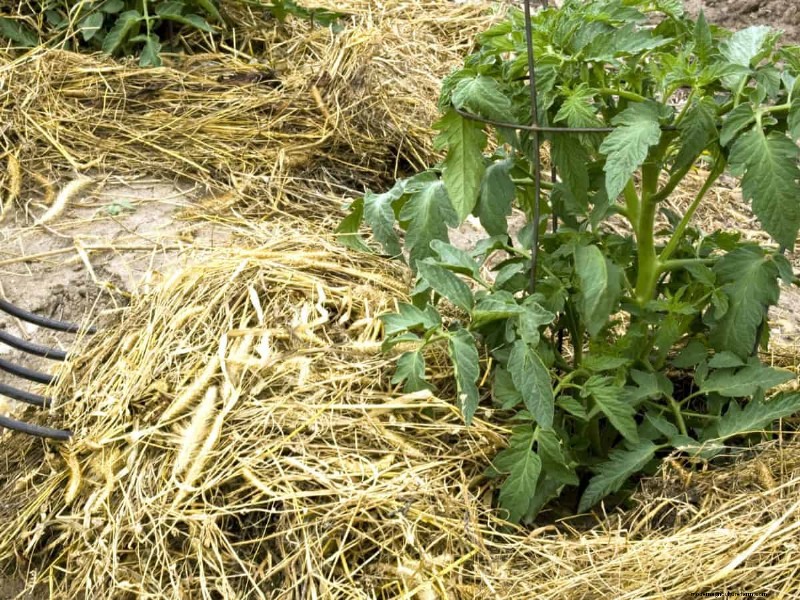 Verhindern Sie das Knacken von Tomaten:15 Expertentipps für glatte, perfekte Tomaten 