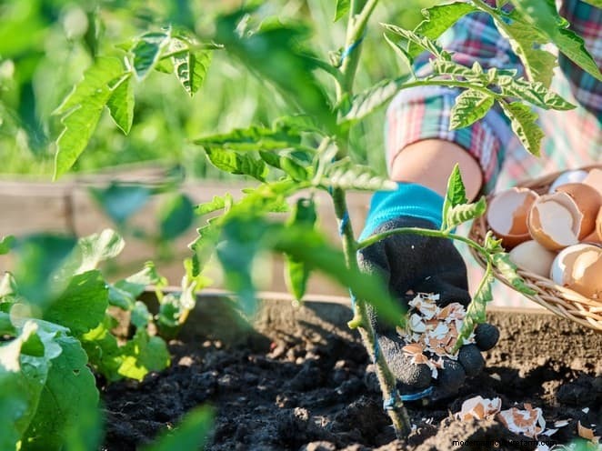 Verhindern Sie das Knacken von Tomaten:15 Expertentipps für glatte, perfekte Tomaten 