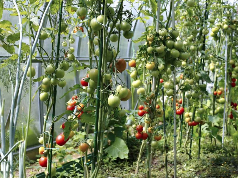 Verhindern Sie das Knacken von Tomaten:15 Expertentipps für glatte, perfekte Tomaten 