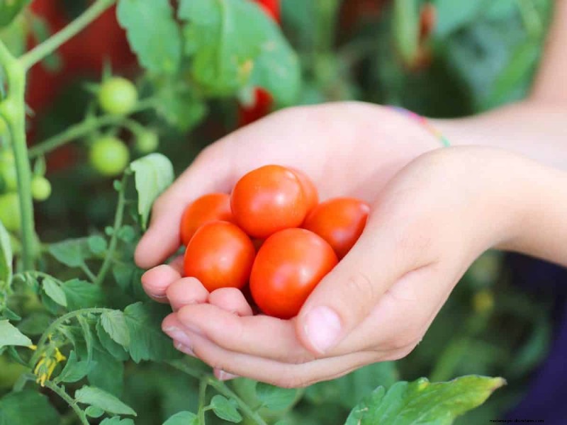 Verhindern Sie das Knacken von Tomaten:15 Expertentipps für glatte, perfekte Tomaten 